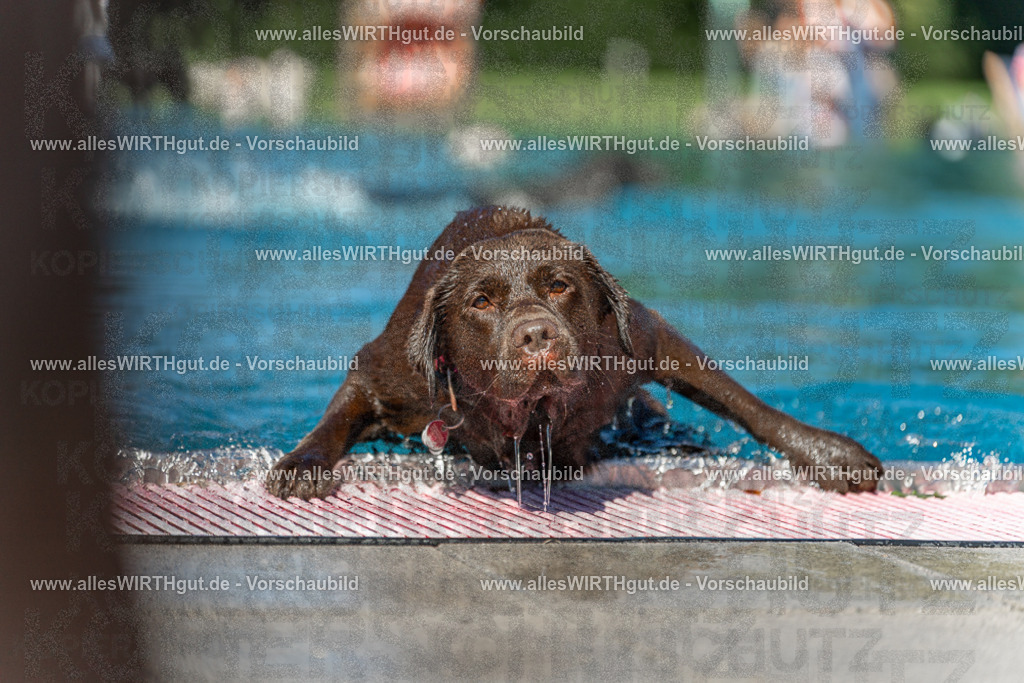 Hundeschwimmen_Volksbad_2026-allesWIRTHgut_Tierfotografie-2609061128-103849-7R509651 | Professionelle Tierfotografie in Mönchengladbach von Daniel Wirth (allesWIRTHgut). Liebevolle & natürliche Bilder von Hunden & Katzen für unvergessliche Erinnerungen.