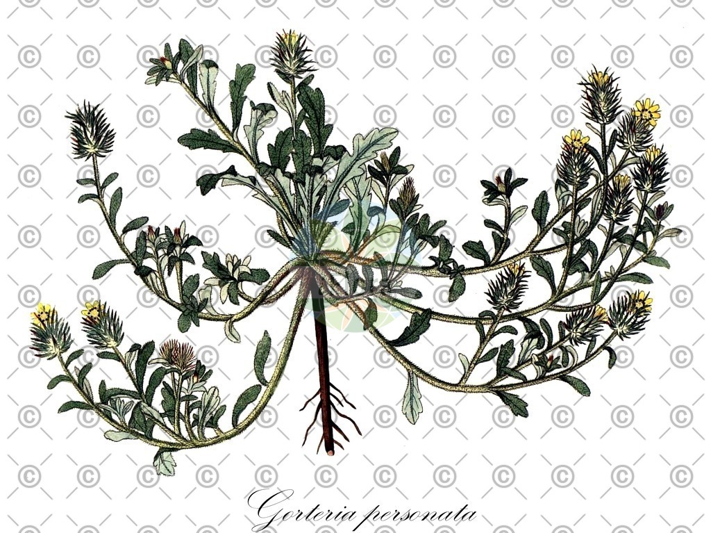 HistAbb_wfo-0000707803_1_ENZY_Simple | Historische Abbildung von Gorteria personata - Asteraceae | Historical Illustration of Gorteria personata - Asteraceae