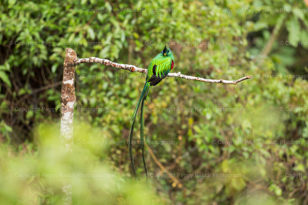 Quetzal  (3) | PeggyRaschPhotography - Realisiert mit Pictrs.com