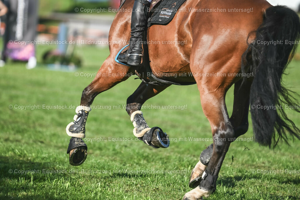 20230908_14-15_Springpferde-A_0035 | equistock