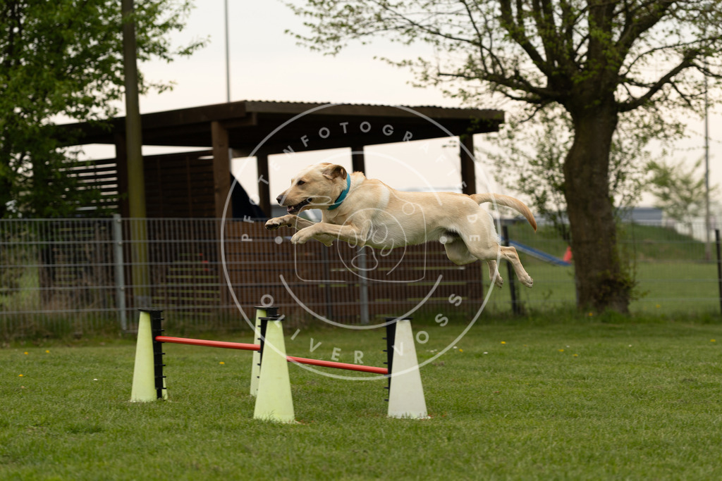 Pfotenfotografie_DV3A9348 | Hundefotografie, Tierfotograf, Pfotenfotografie, Fotoshooting Hund, Hunde Portrait, Hundesport, Hundeportraits, Heideshooting, Hunde, Sportfotograf, Hundefotograf, Turnierhundsport, THS,  - Realisiert mit Pictrs.com