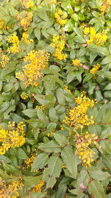 Mahonie | Verkauf von Fotos und  Videoclips zumThema Natur.Motive sind Pflanzen, Tiere, Landschaftenund Wetter - Realisiert mit Pictrs.com