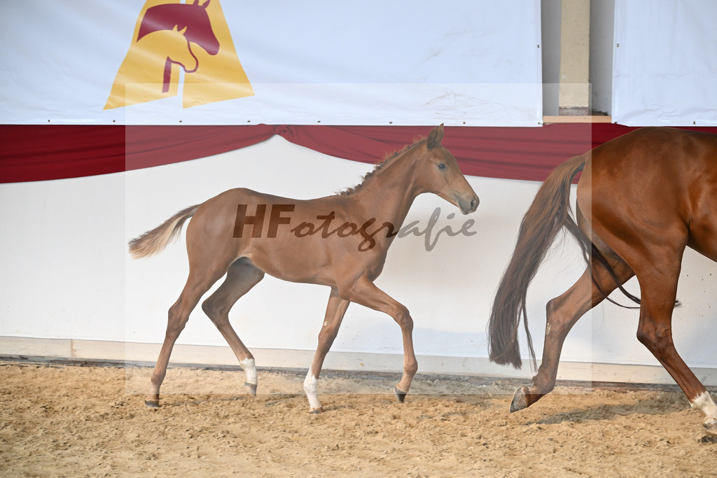 Praesentation Auktionsfohlen_37250241 | hf-fotografie - Realizzato con Pictrs.com