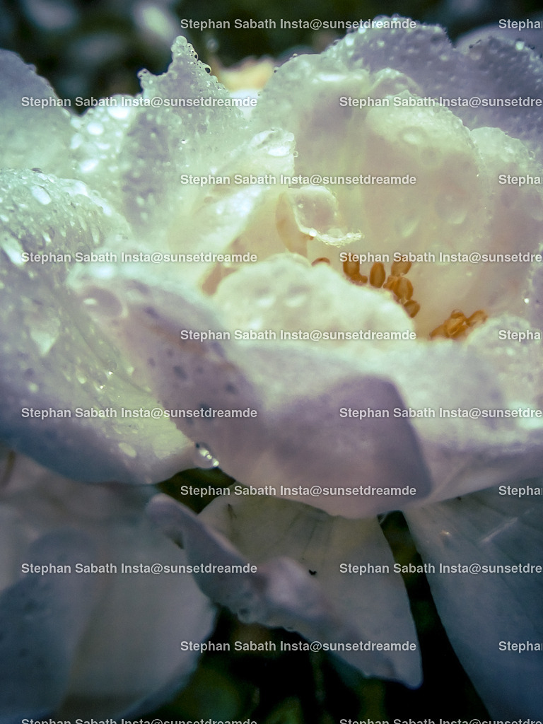 Weiße Rose | Sie werden ihren Augen nicht trauen