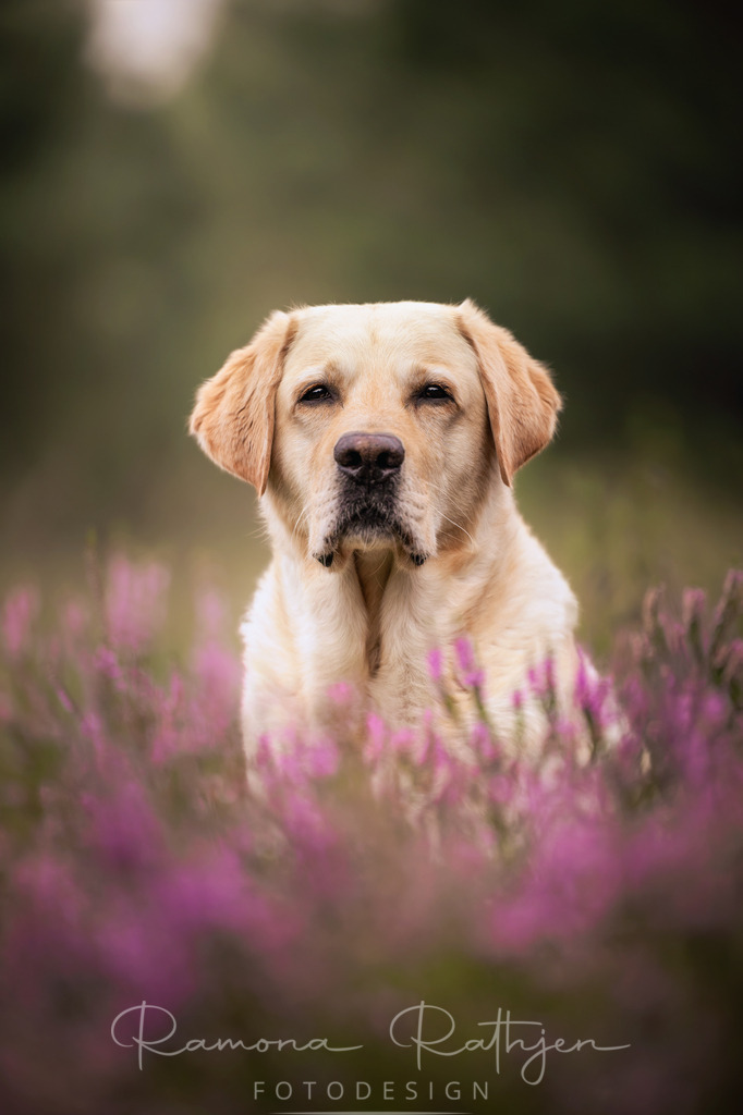 Labrador-Hundeportrait-Heideblüte | ramonarathjen-fotodesign - Realisiert mit Pictrs.com