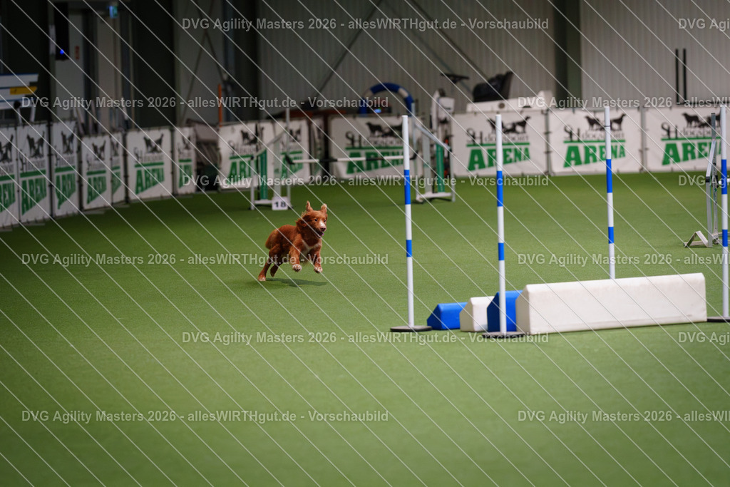 allesWIRTHgut_Tierfotografie-DVG_Agility_Masters_2026-08_23-7R500270 | Professionelle Tierfotografie in Mönchengladbach von Daniel Wirth (allesWIRTHgut). Liebevolle & natürliche Bilder von Hunden & Katzen für unvergessliche Erinnerungen.