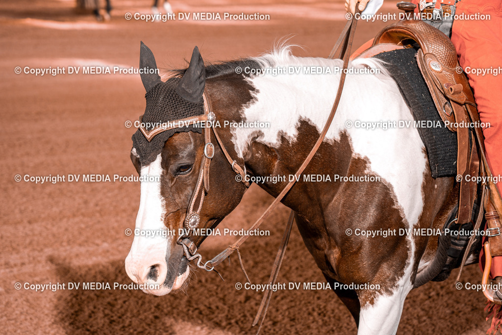 NE101037 | dv-media-shop - Realisiert mit Pictrs.com