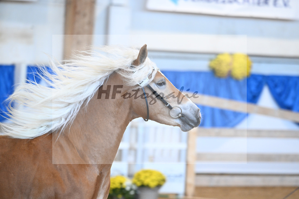 Kat-Nr. 25 Bandit v. Barios_Haflingergestuet Meura_48250531 | hf-fotografie - Realisiert mit Pictrs.com