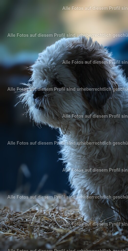 1P5A1265_2 (1)_2 | krollfotografie - Realisiert mit Pictrs.com