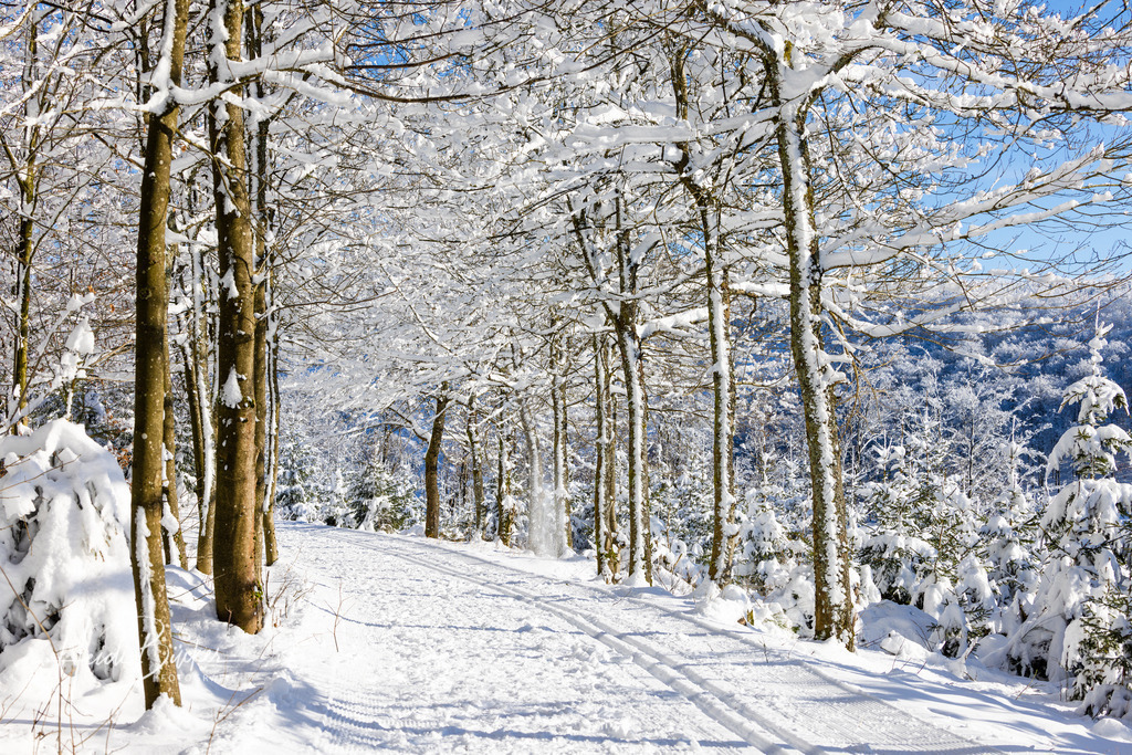 Loipe auf dem Hohen Knochen | Loipe auf dem Hohen Knochen bei Schmallenberg - Realisiert mit Pictrs.com