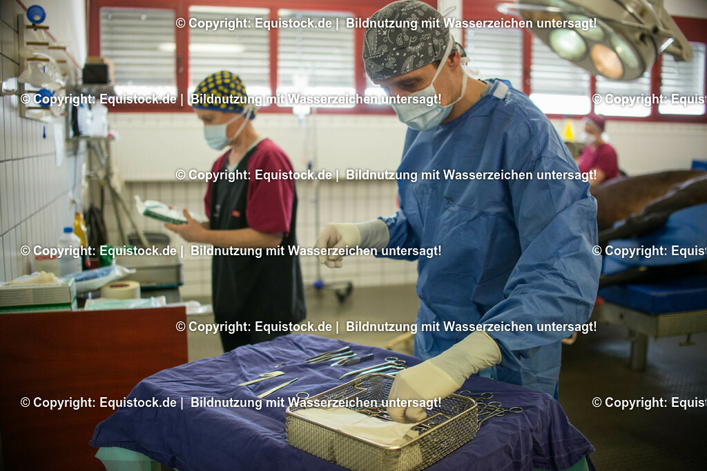 20160309_Sehnenschnitt_OP__0016 | equistock