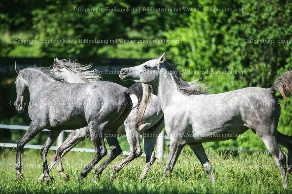 20210617_Araber_Marbach_Koppel_0082 | Foto: Thomas Hartig