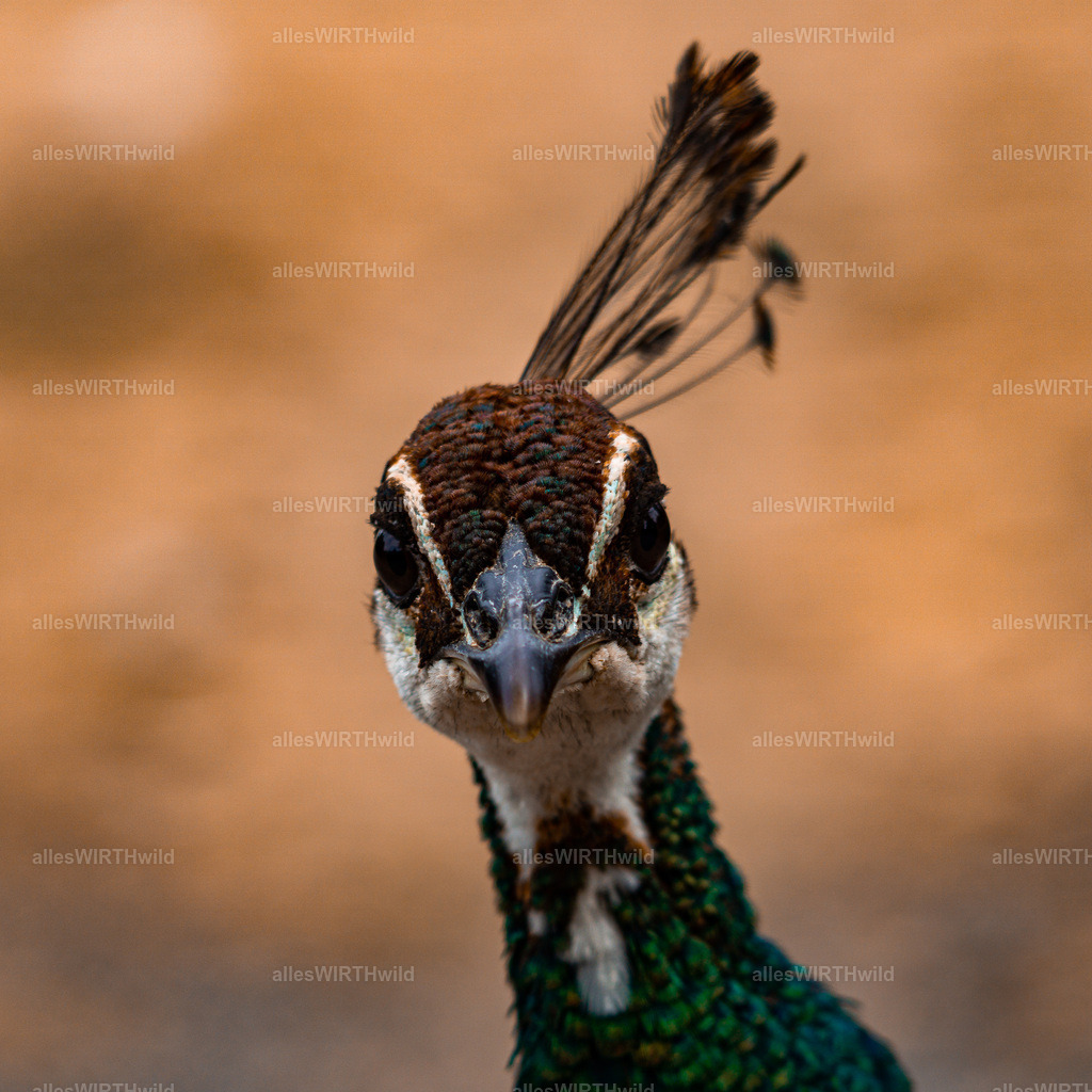 Daniel Wirth - www.allesWIRTHwild.de -DSC02971 | Entdecke die faszinierende Welt der Natur- und Wildlife-Fotografie von Daniel und Bärbel. Inspirierende Bilder von wilden Tieren und kleinen Naturwundern.