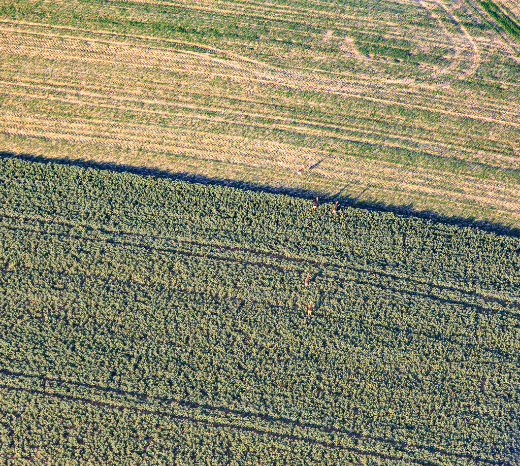 Vue aérienne: Cerfs dans le champ à Niederlauterbach dans le département Bas Rhin, France.Photo: IMG_130979.jpg prise le 22/03/2022 par Werner Riehm/FLY-FOTO.euRésolution de l'original: 4071 x 3648 px