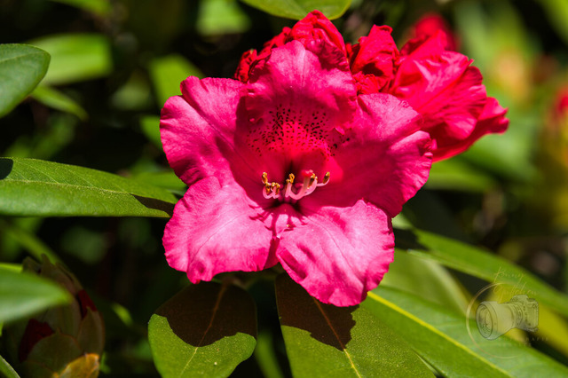 _DSC0985 | Shop für Prints Landschaftsfotografie Sächsische Schweiz Naturfotografie in Thüringen Fotos vom Findlingspark Nochten Kloster Sankt Marienstern Bilder Festung Königstein PanoramaRhododendronpark Kromlau FotogalerSchleswig-Holstein Küstenlandschaften