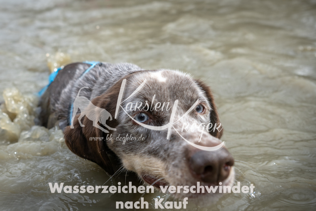 1504_ZZ91994 | kk-dogfotos
