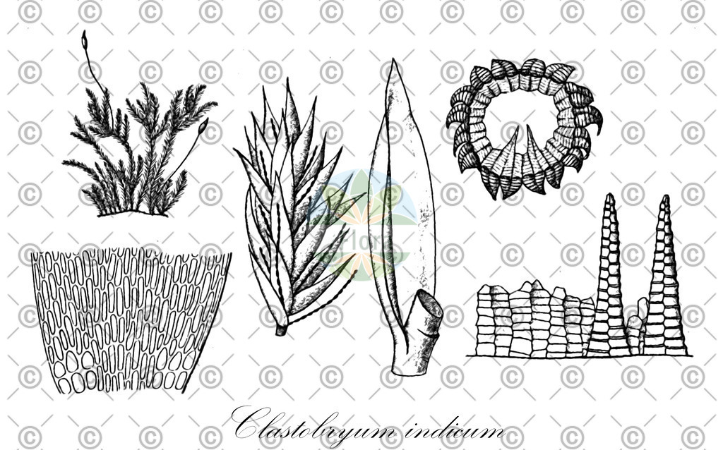 HistAbb_wfo-0000608610_1_ENZY_Simple | Historische Abbildung von Clastobryum indicum - Pylaisiadelphaceae | Historical Illustration of Clastobryum indicum - Pylaisiadelphaceae
