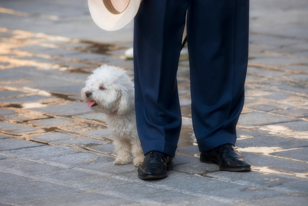 Urlauber mit Hund | Wien, Austria - June 09, 2010: Urlauber mit Strohhut und einem kleinen Hund am Michaelerplatz. - Realisiert mit Pictrs.com