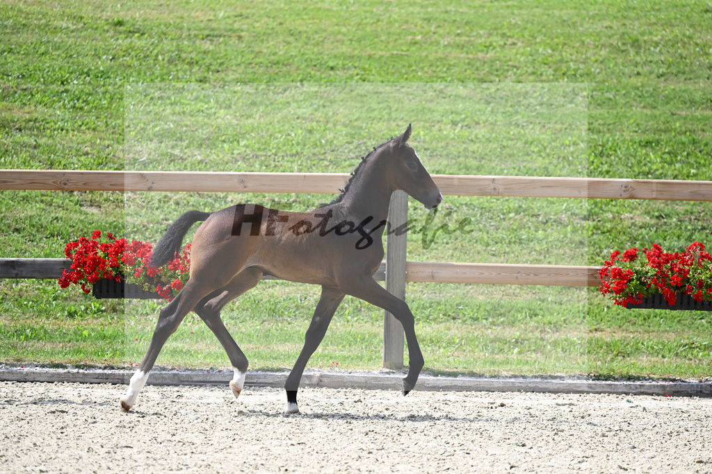 Kat-Nr. 35 HF Vingino x Numero Uno_Schwaiger_28230674 | hf-fotografie - Realizzato con Pictrs.com