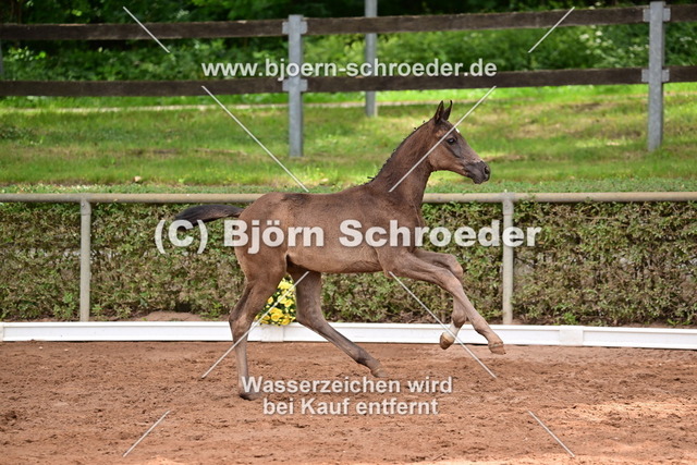 063_Dante Weltino - Ampere_Florian Runge_868_4732 | Björn Schroeder Pferdefotografie