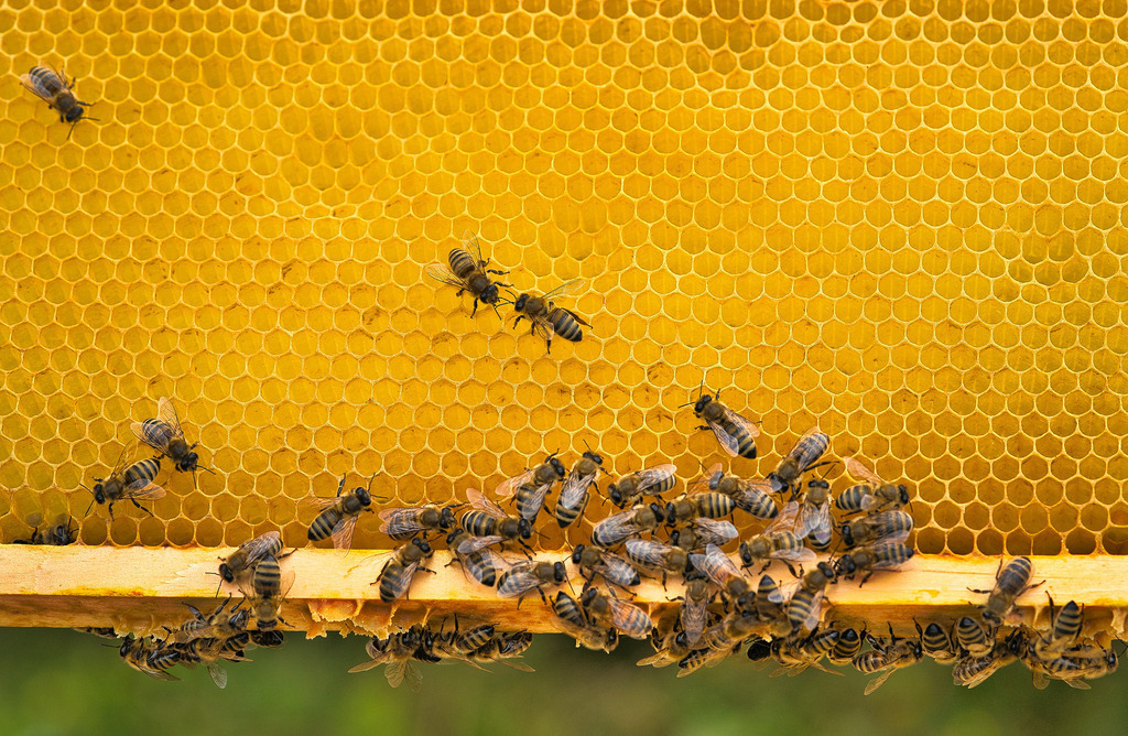 PSX_20230722_185934 | die schönsten Bilder aus Wald und Wiese, sowie Streifzüge durch den Garten mit der gesamten Blumen & Insektenwelt.   - Realisiert mit Pictrs.com