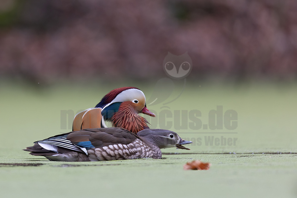 20220403113350 | Die Mandarinente (Aix galericulata) ist eine ursprünglich in Ostasien beheimatete Vogelart aus der Familie der Entenvögel (Anatidae). Sie gehört wie die Brautente zur Gattung Aix. In Europa gibt es vereinzelt verwilderte Parkpopulationen, die aus Gefangenschaftsflüchtlingen entstanden sind. - Realisiert mit Pictrs.com
