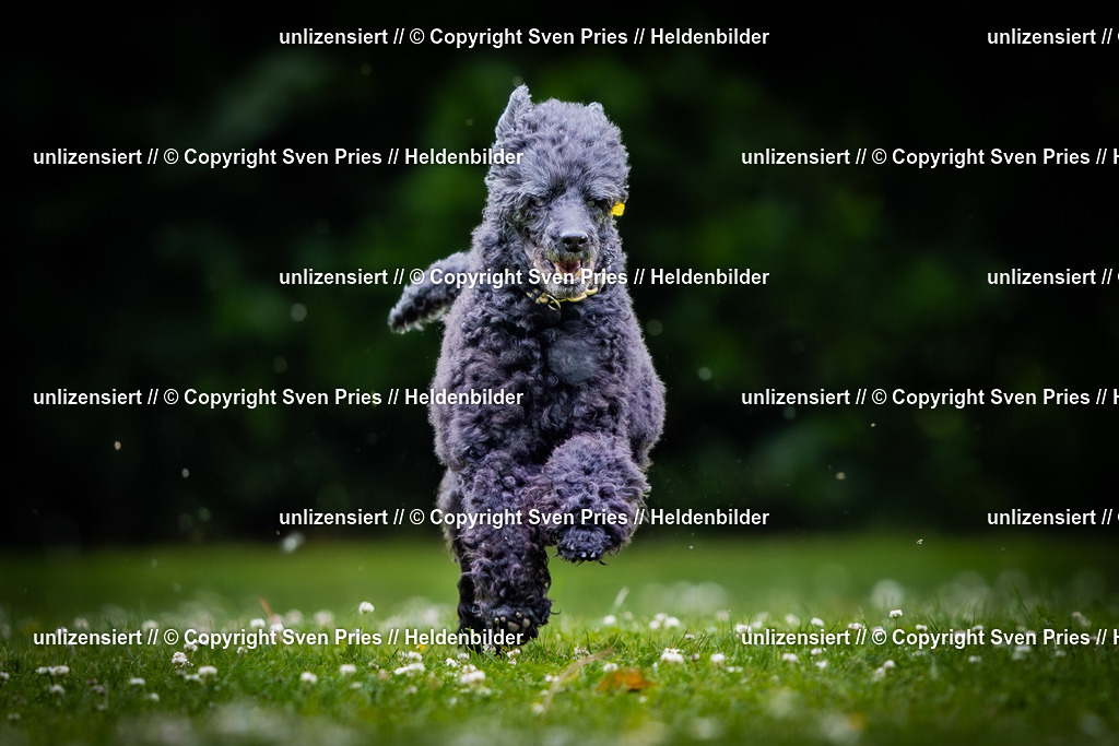 Sven Pries | 2025-05-29 - Pudelrennen KA-Durlach - Realisiert mit Pictrs.com