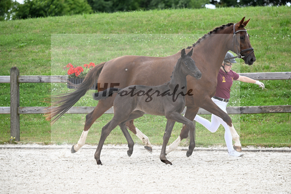 Kat-Nr. 25 Straight Horse Leonardo x Don Olymbrio L_SF_Knoedlseder_15250726 | hf-fotografie - Realizzato con Pictrs.com