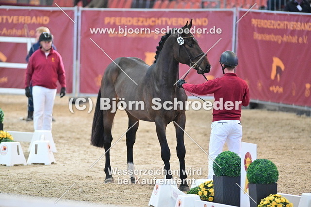 35_Diego de Semilly - Escudo I_790_7952 | Björn Schroeder Pferdefotografie