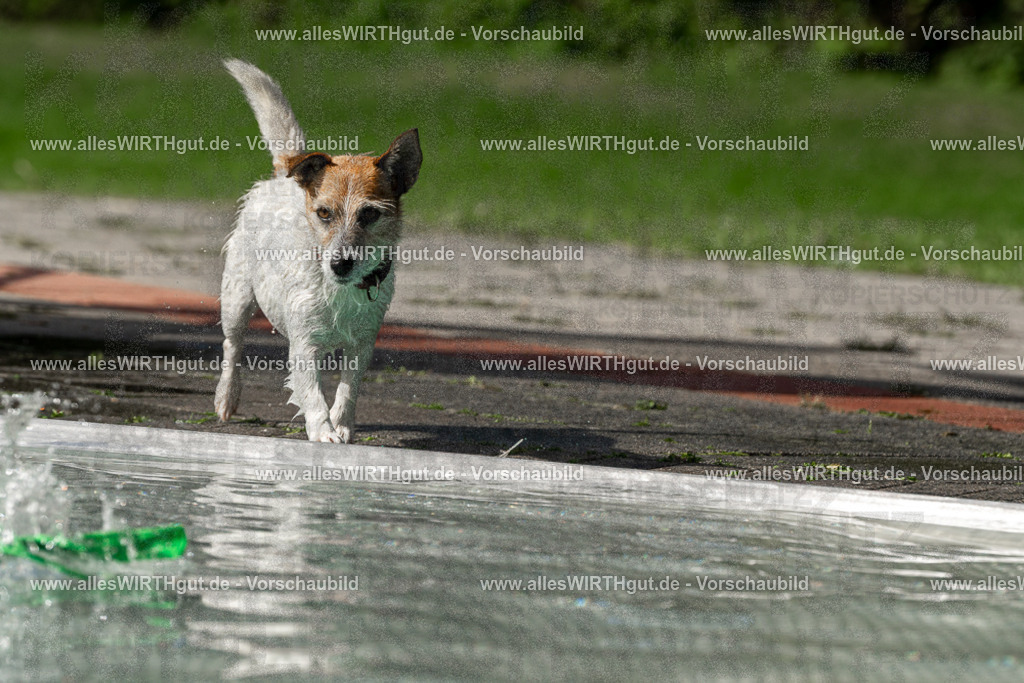 Hundeschwimmen_Volksbad_2026-allesWIRTHgut_Tierfotografie-2609061528-FAY07237 | Professionelle Tierfotografie in Mönchengladbach von Daniel Wirth (allesWIRTHgut). Liebevolle & natürliche Bilder von Hunden & Katzen für unvergessliche Erinnerungen.