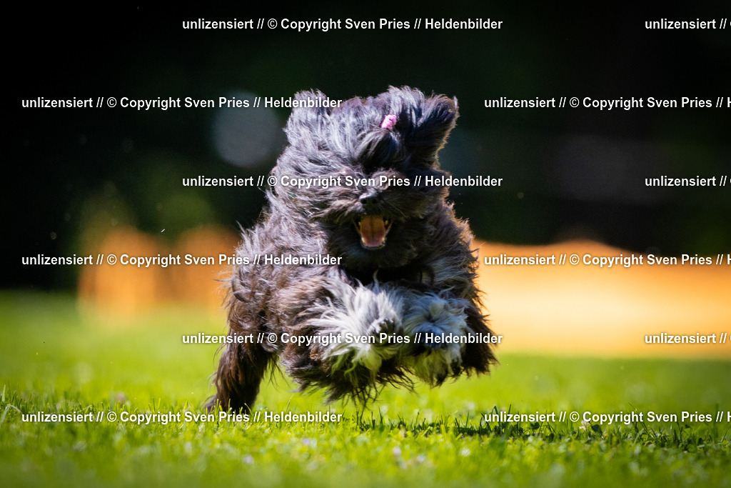 Sven Pries | 2025-08-10 - Hunderennen Durlach - Realisiert mit Pictrs.com