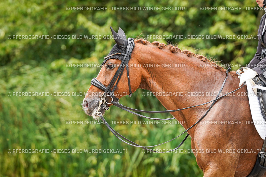 DSC05374 | Pferdegrafie