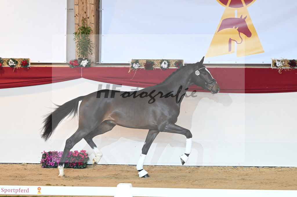 Kat-Nr. 70 Si Senor M_Saechsische Gestuetsverwaltung_1230277 | hf-fotografie - Realisiert mit Pictrs.com