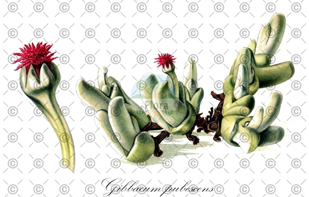 HistAbb_wfo-0000873033_1_ENZY_Simple | Historische Abbildung von Gibbaeum pubescens - Aizoaceae | Historical Illustration of Gibbaeum pubescens - Aizoaceae