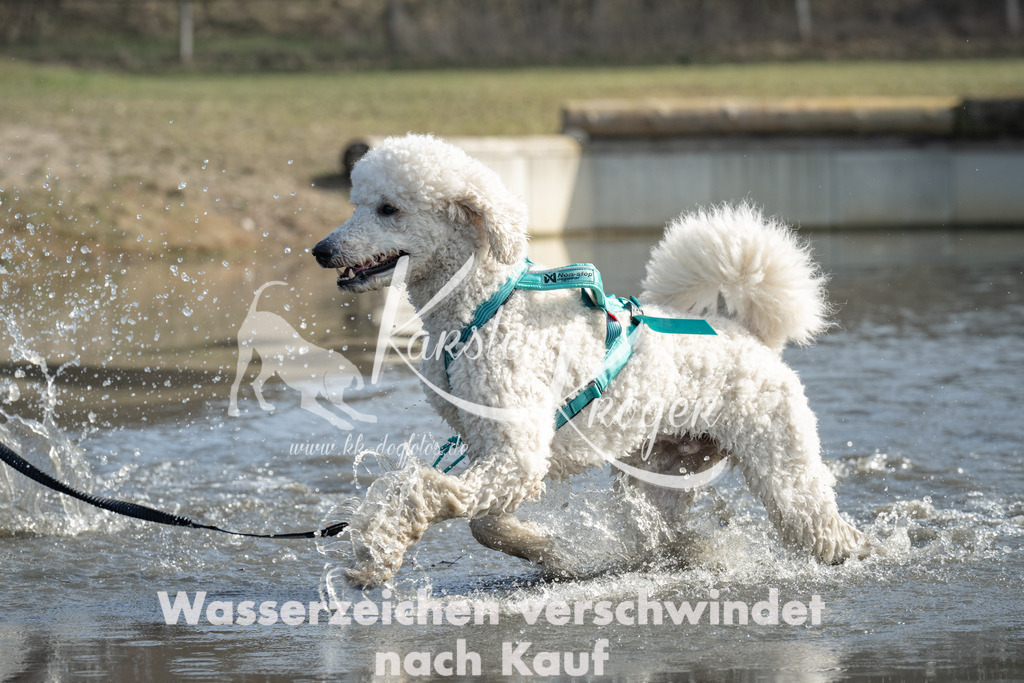 1208_ZZ98280 | kk-dogfotos