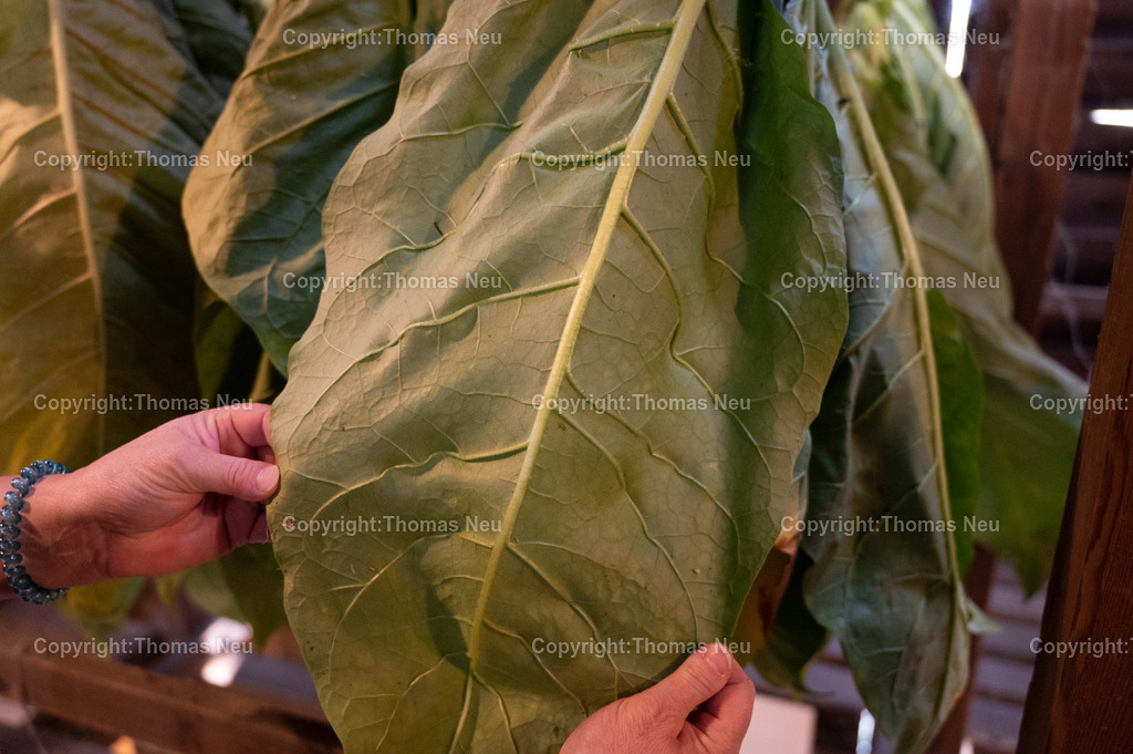Lorsch_Tabakernte-43 | 23.08.2025, Lorsch, Tabakscheune, die Tabakernte wird zum Trockenen verarbeitet, Bild: Eva-Maria Eberle, und Gudrun Gallei, ,, Bild: Thomas Neu