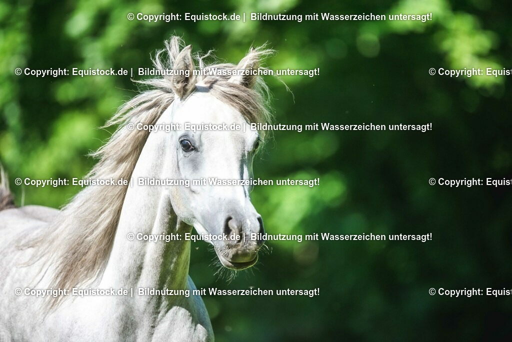 20210617_Araber_Marbach_Koppel_0037 | Foto: Thomas Hartig