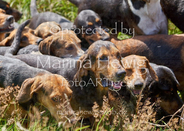 08-23 Bredeneek Jagd_MCH9591_Marina Hewig | Fotografie, FotoArt, PferdesportArt, Pferdesportfotografie, Landschaftsfotografie, Reisefotografie, Reise, Pferde - Realisiert mit Pictrs.com