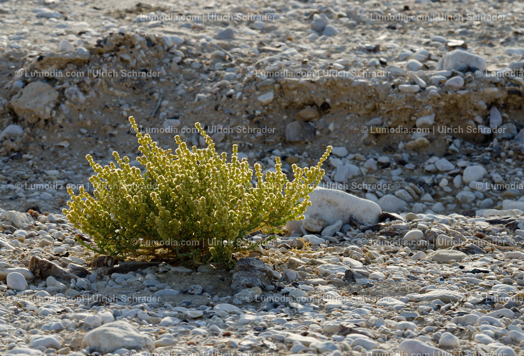 10972-10373 - Negev-Wüste _ Israel | max. Bildgröße A3 | 300dpi - Realisiert mit Pictrs.com