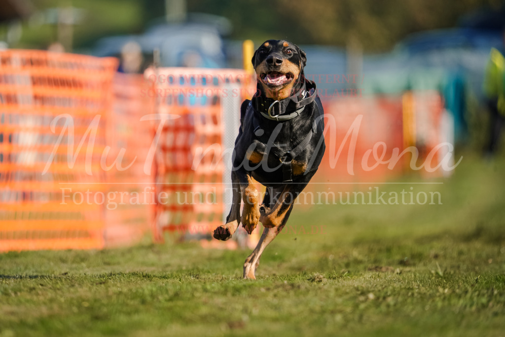 20250928_Hunderennen-49 | MuT (Mensch und Tier) mit Mona - Fotografie und Tierkommunikation - Realisiert mit Pictrs.com
