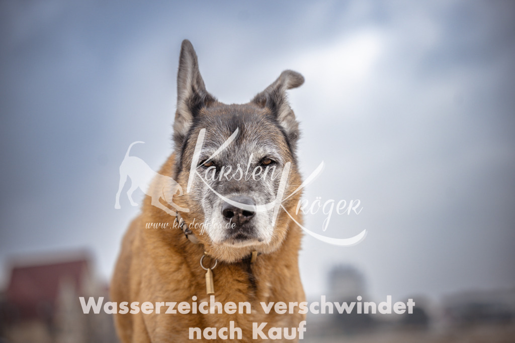 1036_ZZ95521 | kk-dogfotos