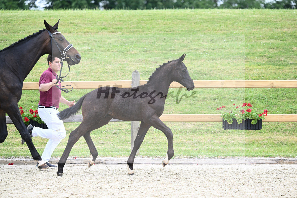 Kat-Nr. nn HF Zauberlehrling_Kopp_17231193 | hf-fotografie - Realizzato con Pictrs.com