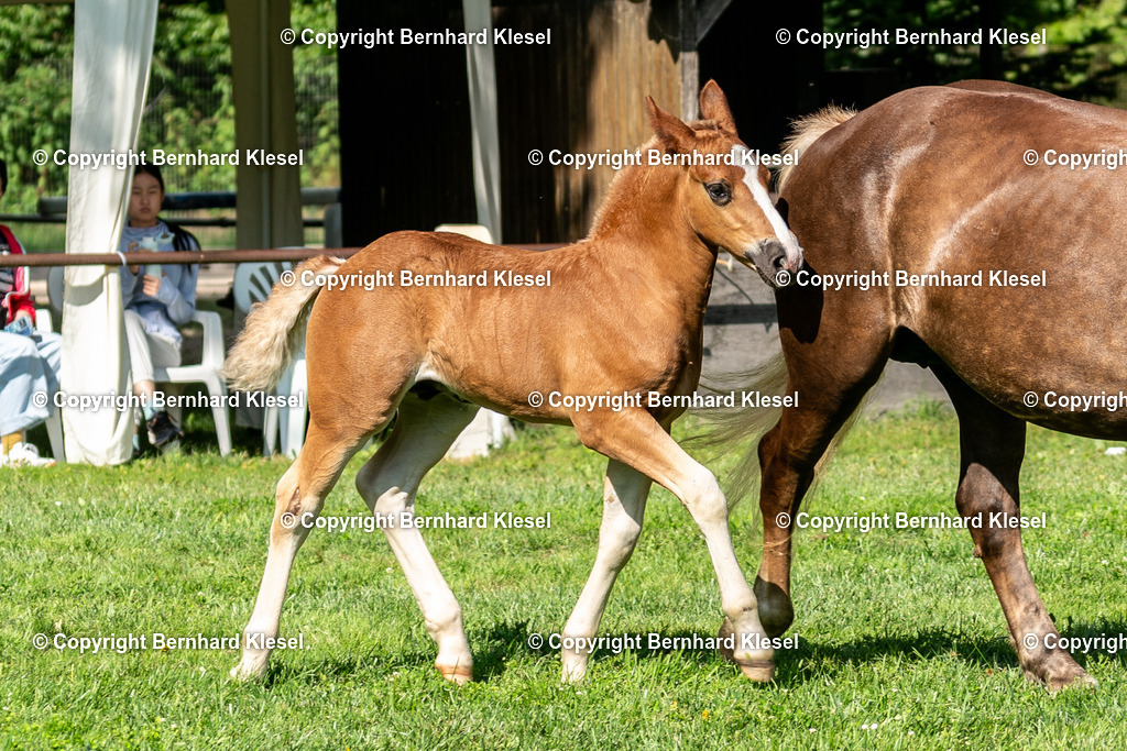 A9S03035 | foto-team-bernhard - Realisiert mit Pictrs.com