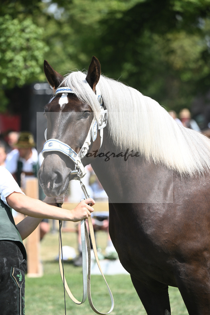 Kat-Nr. 34 Maistern_Bachmair_20230527 | hf-fotografie - Realisiert mit Pictrs.com