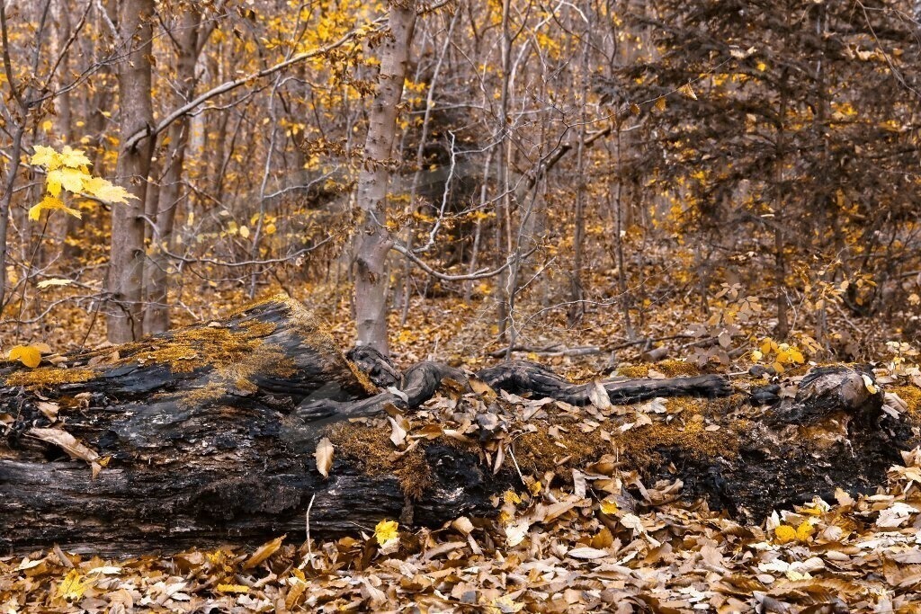 NatureArt-KLÜTLAUB_3224b | Sie ist kaum zu sehen | #022 | Modell: Tatjana Heinz | Foto: Tschiponnique Skupin - Realisiert mit Pictrs.com