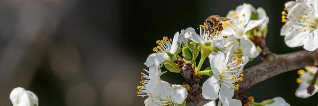 blueten-46 | <div id="allefotografen-seal-verified-green"></div><script src="https://www.allefotografen.de/956728/seal-verified-green/seal.js" async="async"></script> - Realisiert mit Pictrs.com