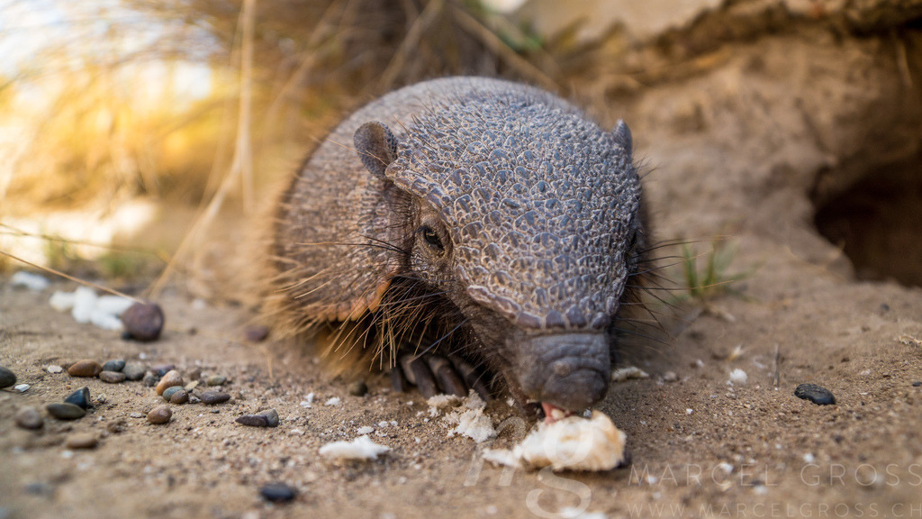 cute and hungry | Cute big hairy armadillo feeding on human leftovers on Peninsula Valdés, Argentina - Realisiert mit Pictrs.com