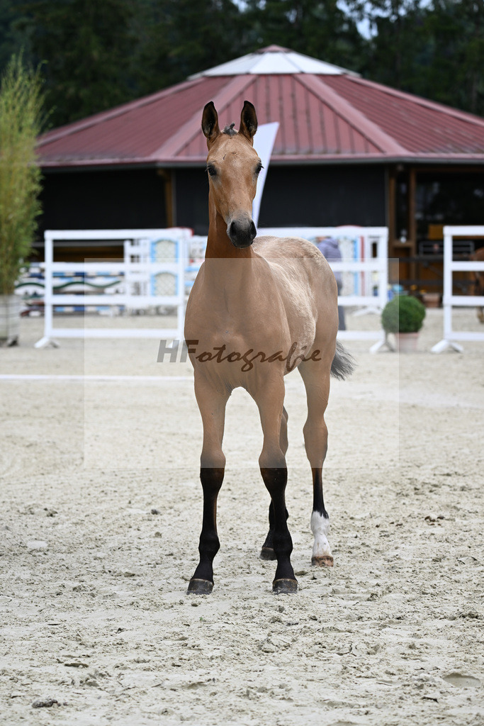 Kat-Nr. 7 Qandide x Rock Forever I_Pollich_25240285 | hf-fotografie - Realisiert mit Pictrs.com