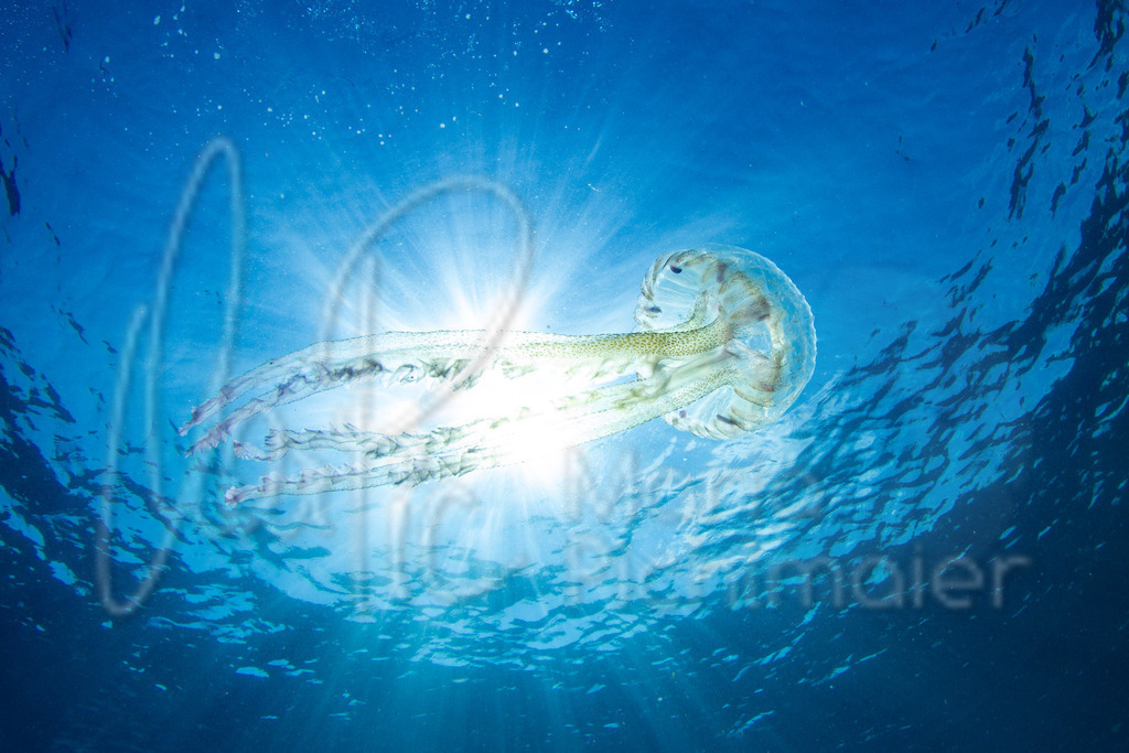Pelagia noctiluca | DE: Leucht- oder FeuerqualleEN: Pink jellyfishES: Acalefo luminiscenteFR: Pélagie - Realisiert mit Pictrs.com