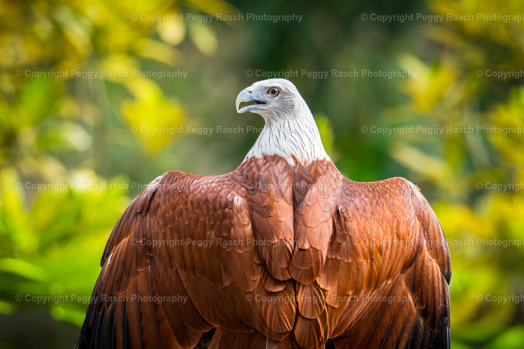 Roter Adler_Kuala Lumpur | PeggyRaschPhotography - Realisiert mit Pictrs.com